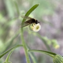 Geron sp. (genus) (Slender Bee Fly) at Numeralla, NSW - 12 Mar 2022 by Steve_Bok