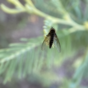 Geron sp. (genus) at Numeralla, NSW - 12 Mar 2022 05:55 PM