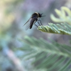 Geron sp. (genus) at Numeralla, NSW - 12 Mar 2022 05:55 PM