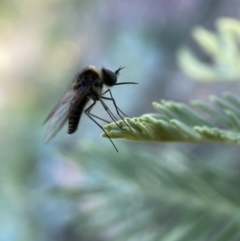 Geron sp. (genus) at Numeralla, NSW - 12 Mar 2022