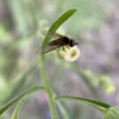 Geron sp. (genus) at Numeralla, NSW - 12 Mar 2022 05:55 PM