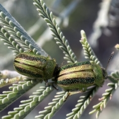Calomela vittata (Acacia leaf beetle) at Numeralla, NSW - 12 Mar 2022 by Steve_Bok
