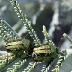 Calomela vittata at Numeralla, NSW - 12 Mar 2022