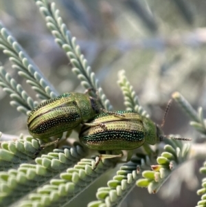 Calomela vittata at Numeralla, NSW - 12 Mar 2022