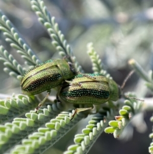 Calomela vittata at Numeralla, NSW - 12 Mar 2022