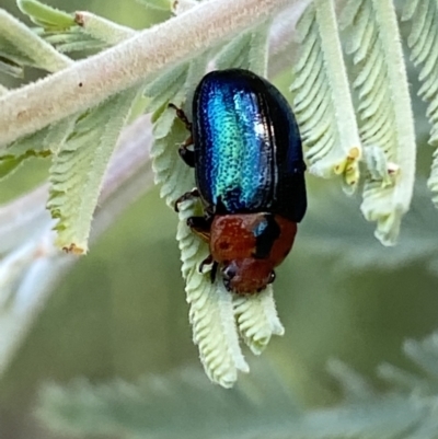 Calomela moorei (Acacia Leaf Beetle) at Numeralla, NSW - 12 Mar 2022 by SteveBorkowskis