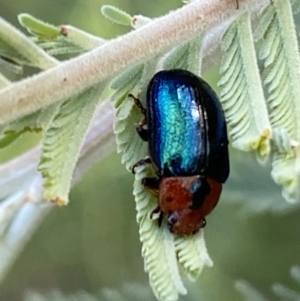 Calomela moorei at Numeralla, NSW - 12 Mar 2022 05:41 PM