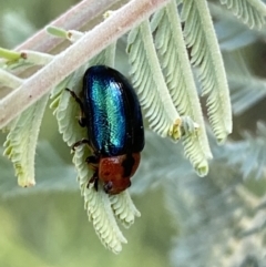 Calomela moorei at Numeralla, NSW - 12 Mar 2022 05:41 PM