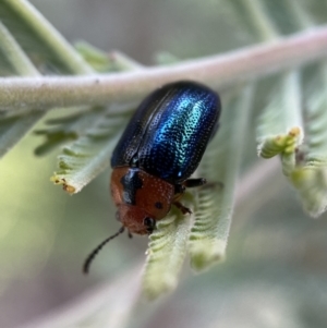 Calomela moorei at Numeralla, NSW - 12 Mar 2022 05:41 PM