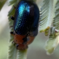 Calomela moorei at Numeralla, NSW - 12 Mar 2022 05:41 PM