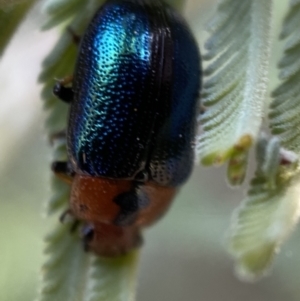 Calomela moorei at Numeralla, NSW - 12 Mar 2022 05:41 PM