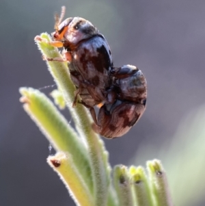 Elaphodes cervinus at Numeralla, NSW - 12 Mar 2022 05:38 PM