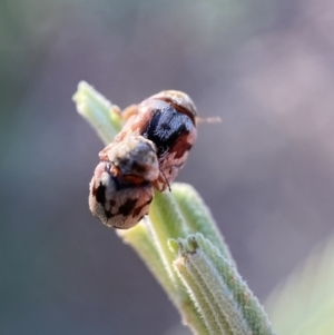 Elaphodes cervinus at Numeralla, NSW - 12 Mar 2022 05:38 PM