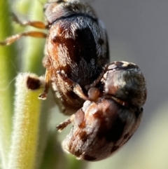 Elaphodes cervinus at Numeralla, NSW - 12 Mar 2022 05:38 PM