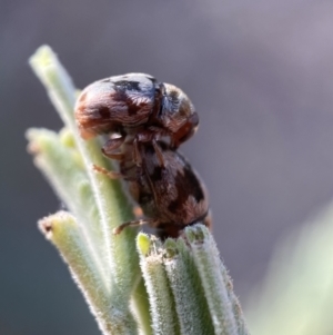 Elaphodes cervinus at Numeralla, NSW - 12 Mar 2022 05:38 PM