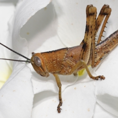 Valanga irregularis (Hedge Grasshopper) at Wellington Point, QLD - 6 Mar 2022 by TimL