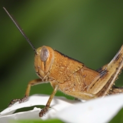 Valanga irregularis at Wellington Point, QLD - suppressed