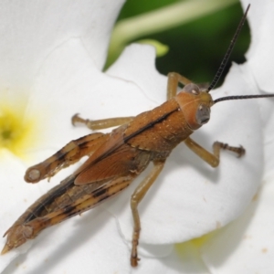 Valanga irregularis at Wellington Point, QLD - suppressed