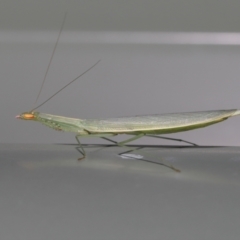 Unidentified Praying mantis (Mantodea) at Wellington Point, QLD - 5 Mar 2022 by TimL