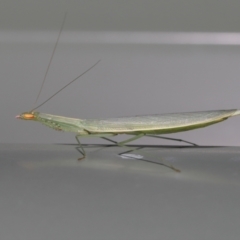 Kongobatha diademata (Snake Mantis) at Wellington Point, QLD - 6 Mar 2022 by TimL