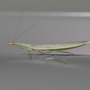 Kongobatha diademata at Wellington Point, QLD - suppressed