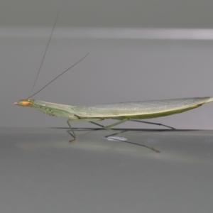 Unidentified Praying mantis (Mantodea) (TBC) at suppressed by TimL