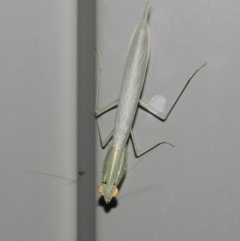 Kongobatha diademata at Wellington Point, QLD - suppressed