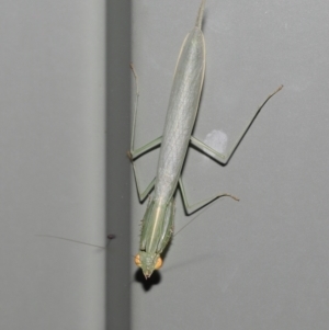 Kongobatha diademata at Wellington Point, QLD - suppressed