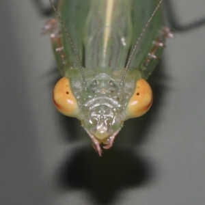 Kongobatha diademata at Wellington Point, QLD - suppressed