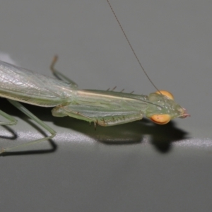 Kongobatha diademata at Wellington Point, QLD - suppressed
