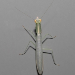 Kongobatha diademata at Wellington Point, QLD - suppressed