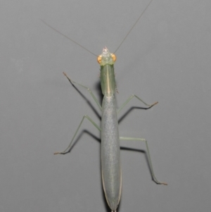 Kongobatha diademata at Wellington Point, QLD - suppressed