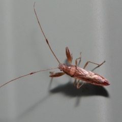 Unidentified Other true bug at Wellington Point, QLD - 4 Mar 2022 by TimL