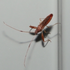 Pachygrontha (Genus) at Wellington Point, QLD - suppressed