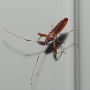 Pachygrontha (Genus) at Wellington Point, QLD - suppressed