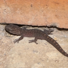 Christinus marmoratus at Evatt, ACT - 7 Mar 2022