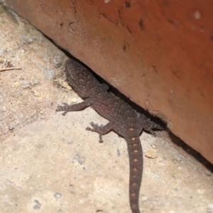 Christinus marmoratus at Evatt, ACT - 7 Mar 2022