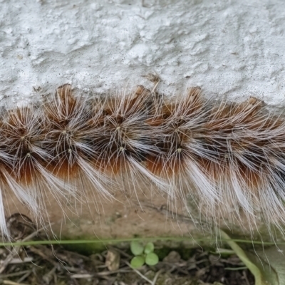 Anthela varia (Hairy Mary) at Googong, NSW - 12 Mar 2022 by WHall