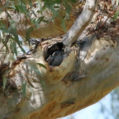 Aegotheles cristatus (Australian Owlet-nightjar) at ANBG - 11 Mar 2022 by TimL