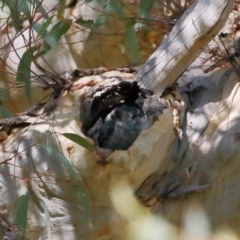 Aegotheles cristatus at Acton, ACT - 11 Mar 2022