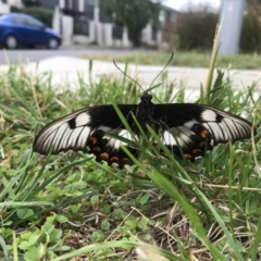 Papilio aegeus (Orchard Swallowtail, Large Citrus Butterfly) at Harrison, ACT - 13 Mar 2022 by nicholasvilliers