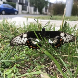 Papilio aegeus at Harrison, ACT - 13 Mar 2022
