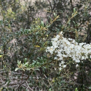 Bursaria spinosa at Stromlo, ACT - 5 Mar 2022