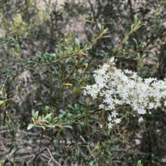 Bursaria spinosa (Native Blackthorn) at Stromlo, ACT - 5 Mar 2022 by JimL