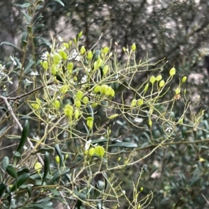 Bursaria spinosa at Stromlo, ACT - 5 Mar 2022