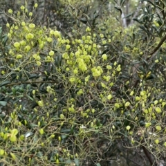 Bursaria spinosa at Stromlo, ACT - 5 Mar 2022 12:43 PM