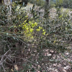 Bursaria spinosa at Stromlo, ACT - 5 Mar 2022