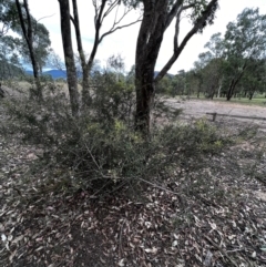 Bursaria spinosa at Stromlo, ACT - 5 Mar 2022 12:43 PM