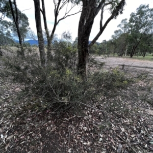 Bursaria spinosa at Stromlo, ACT - 5 Mar 2022