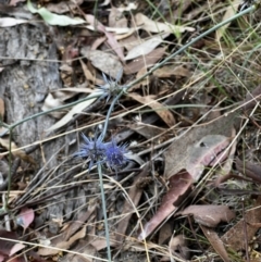 Eryngium ovinum (Blue Devil) at Stromlo, ACT - 5 Mar 2022 by JimL